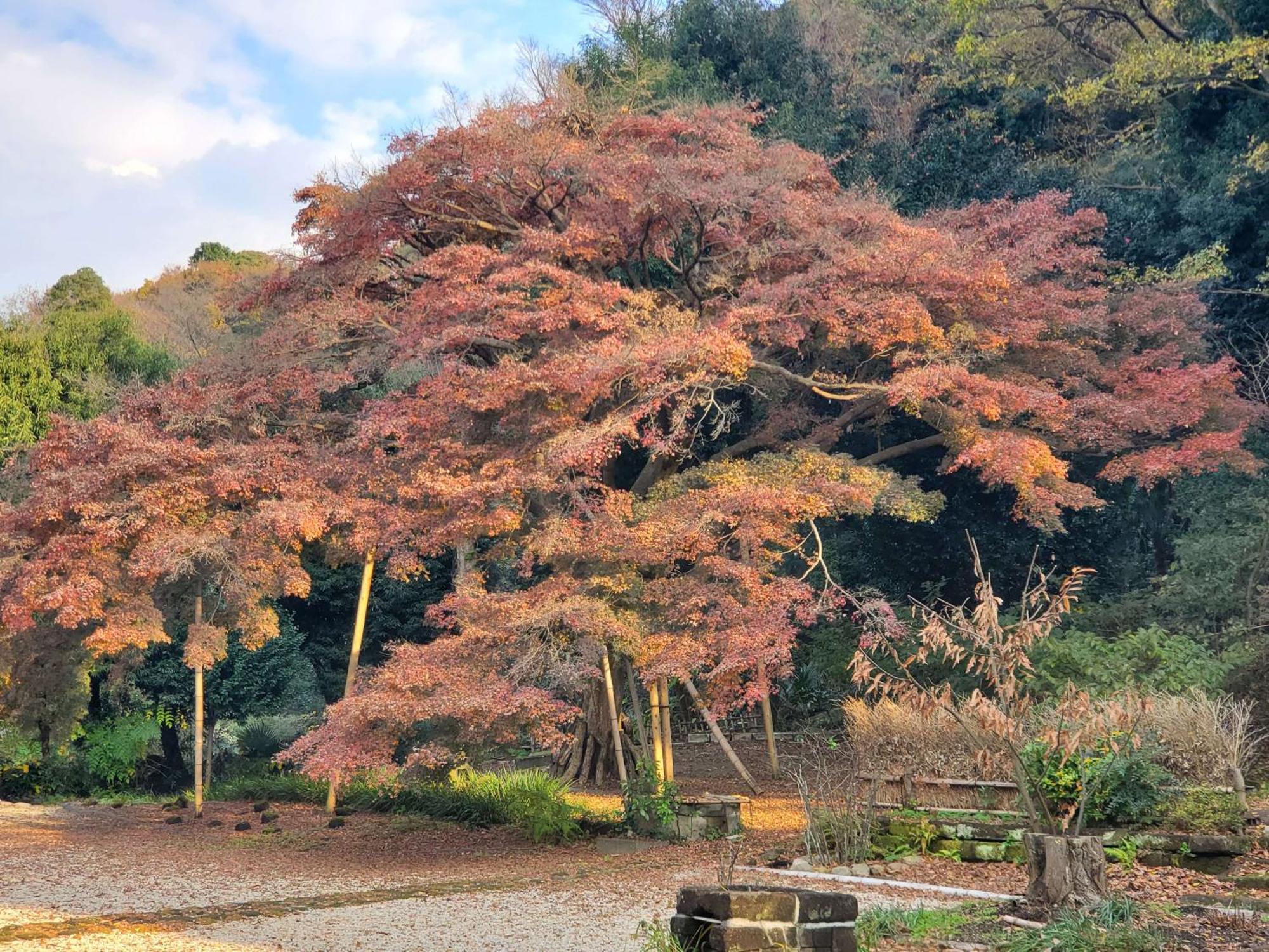 甘糟屋敷 Amakasu Yashiki Kamakura Villa Kültér fotó